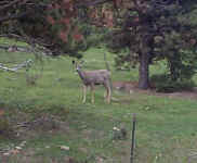 deer1390.jpg (27086 bytes)