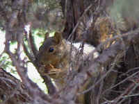 squirrel02.jpg (67209 bytes)